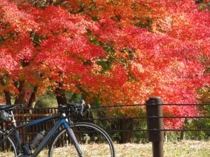 秋はサイクリングに持ってこい! 快適な自転車シーズン到来‼️ | 商品紹介